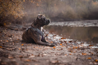 Willkommen bei Dogflow